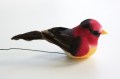 Veren vogel rood bruin geel 207484